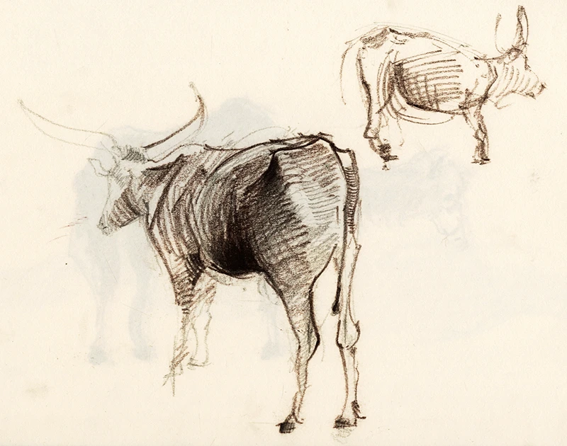 animal4-800px