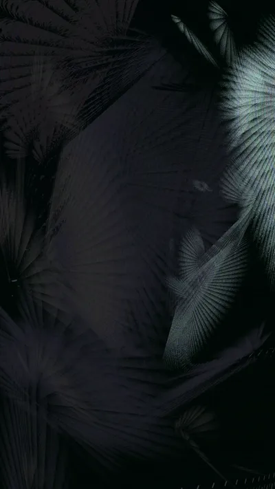 black-rimlight